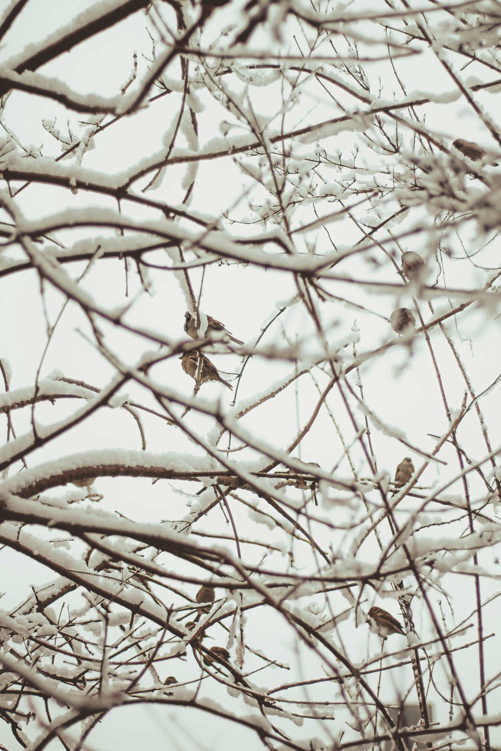 um galho de árvore nevado com um pássaro sentado em cima dele