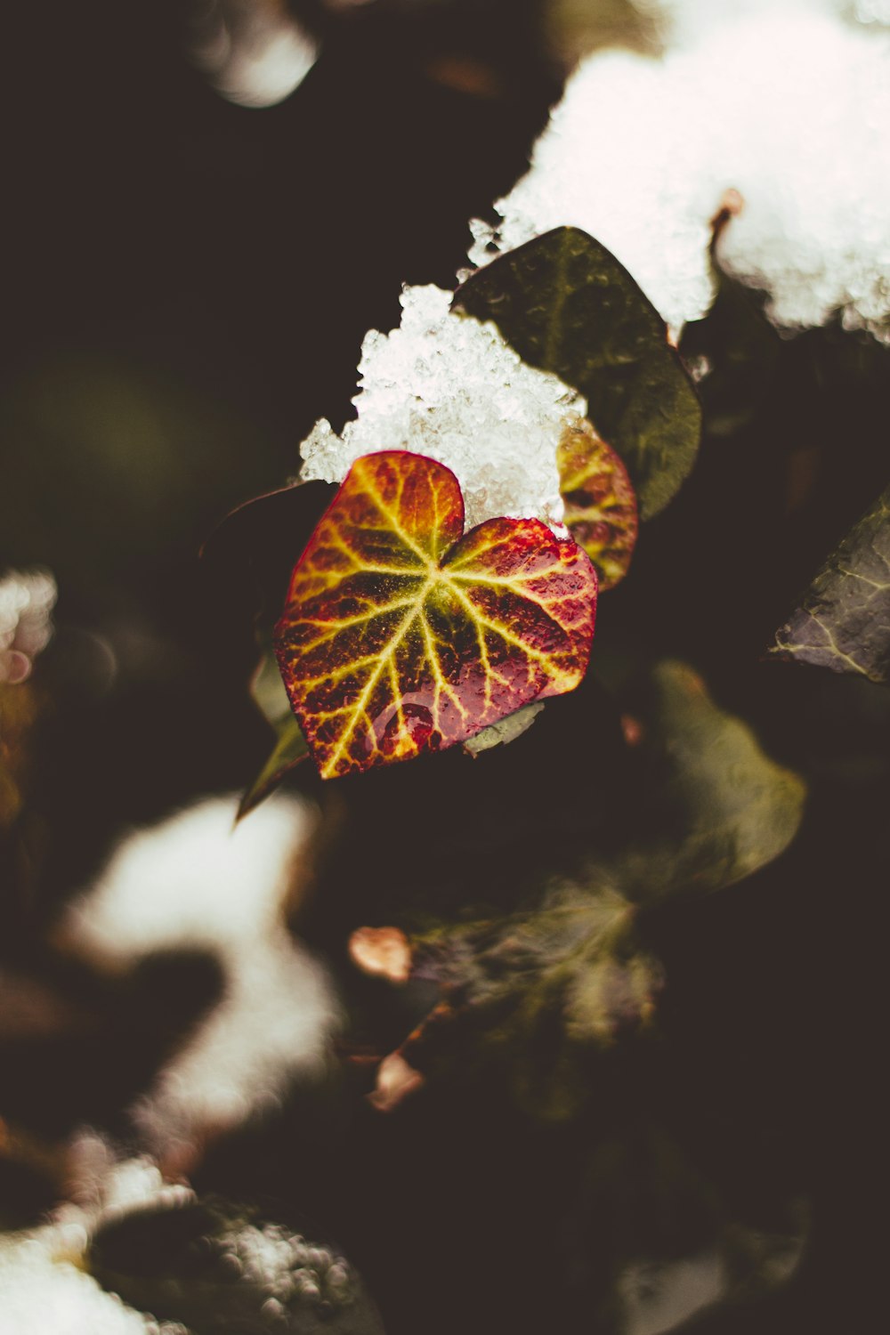 a red and yellow leaf with snow on it