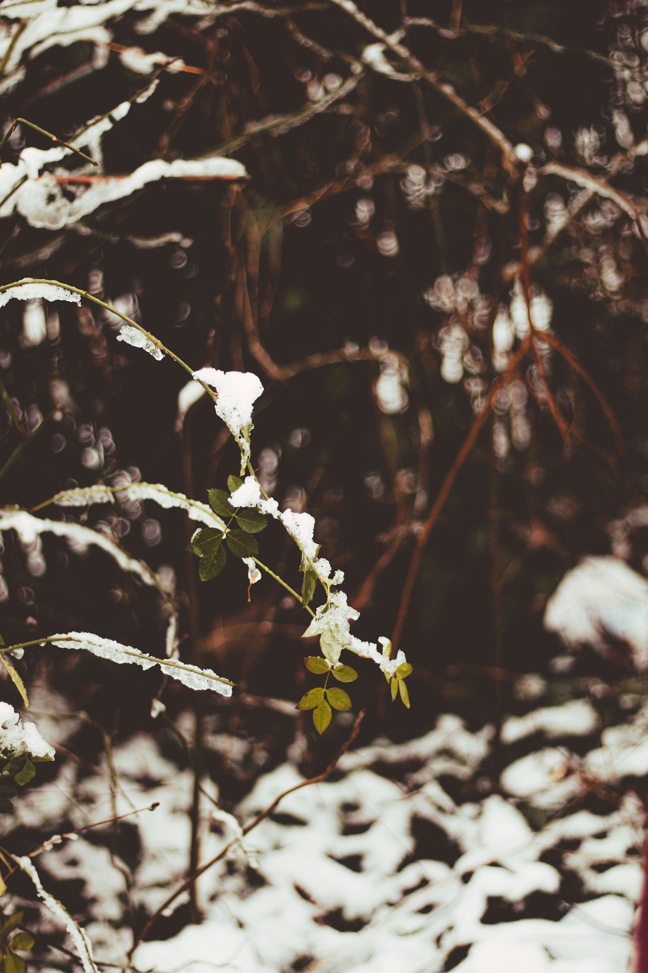 Photo by lauraghise
