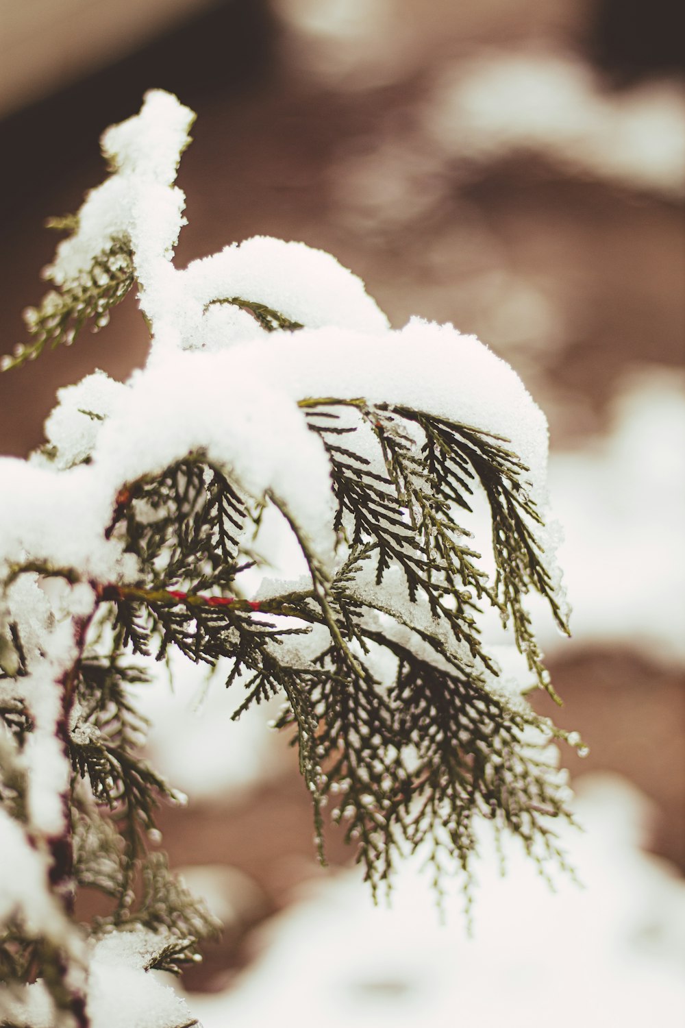 a close up of a pine tree covered in snow