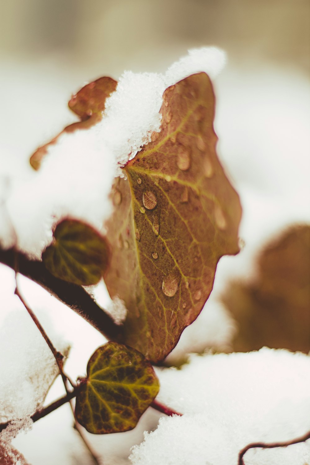 a leaf is covered in snow on a branch