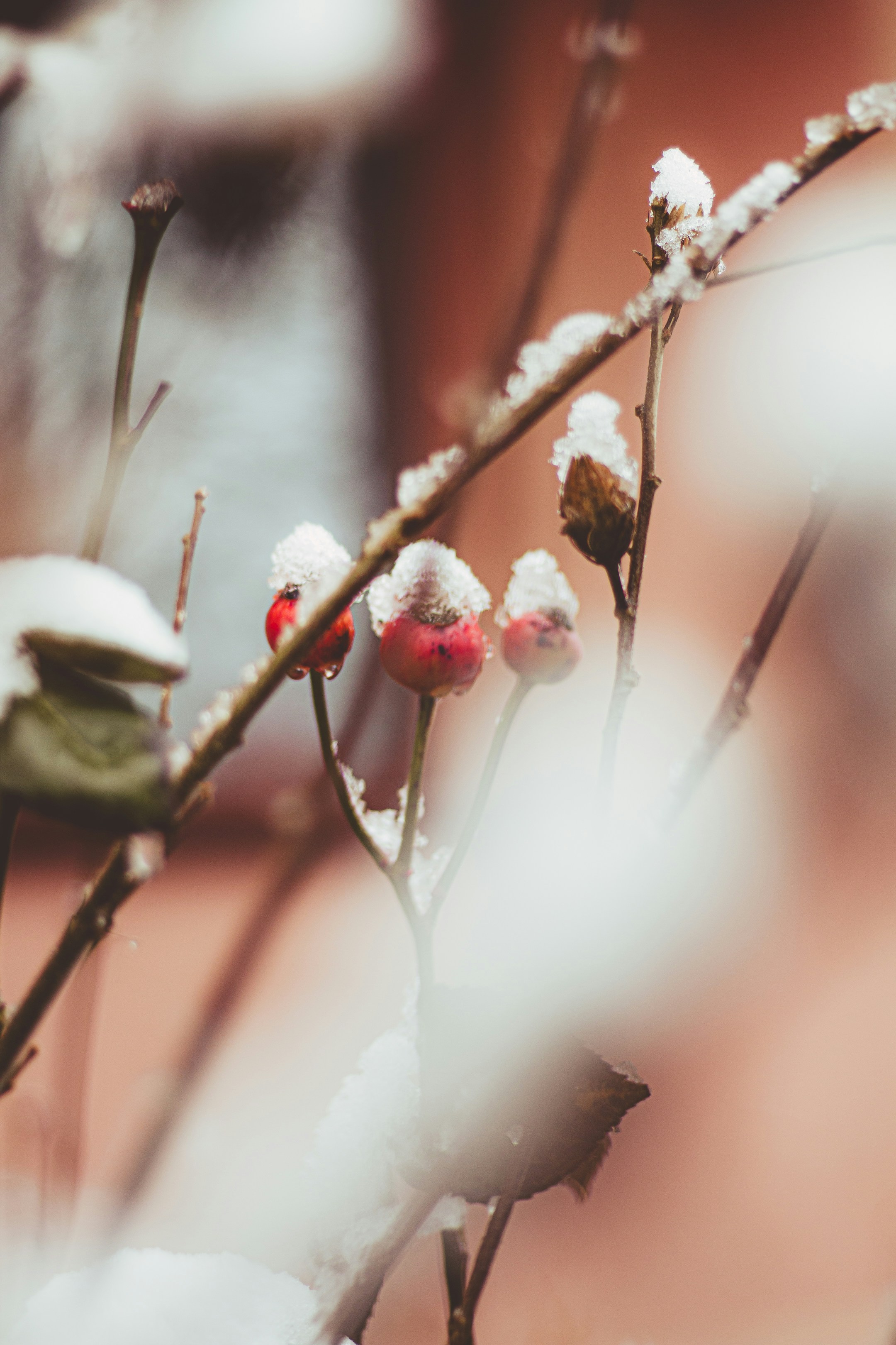 a close up of a branch with snow on it