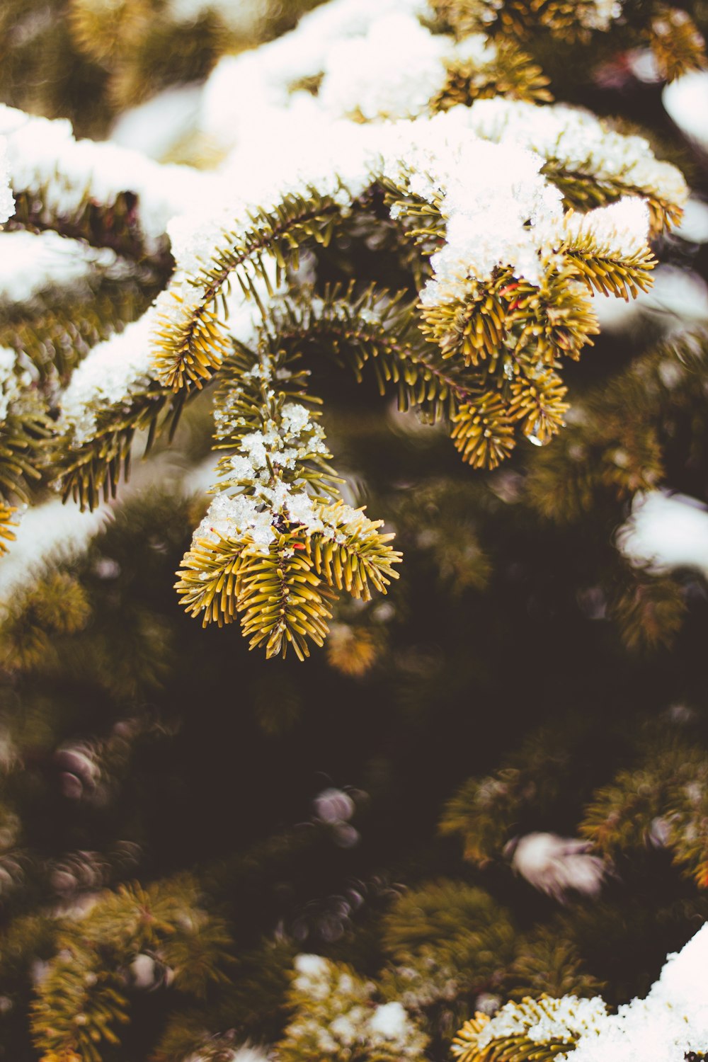 a close up of a pine tree with snow on it