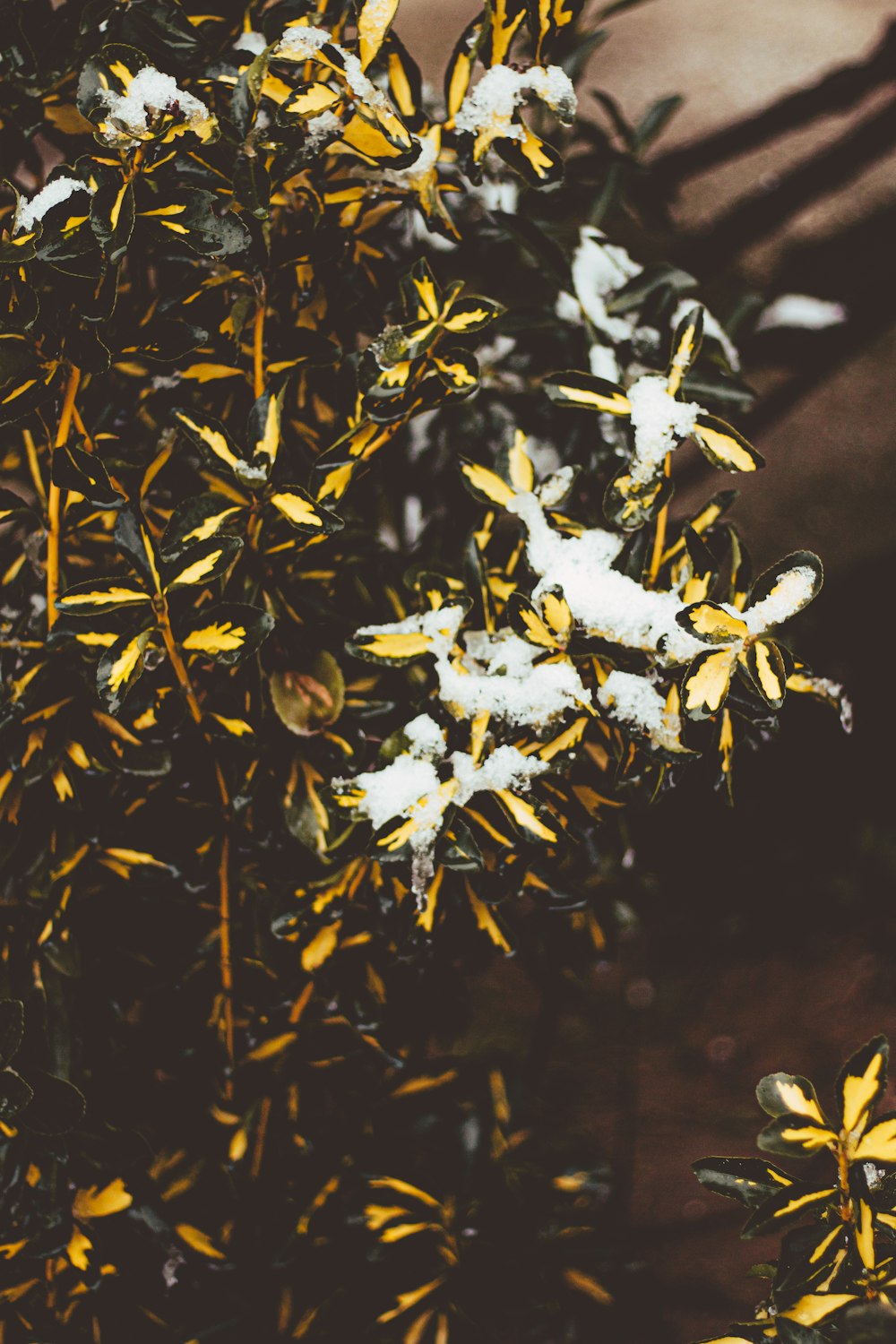 a close up of a plant with snow on it