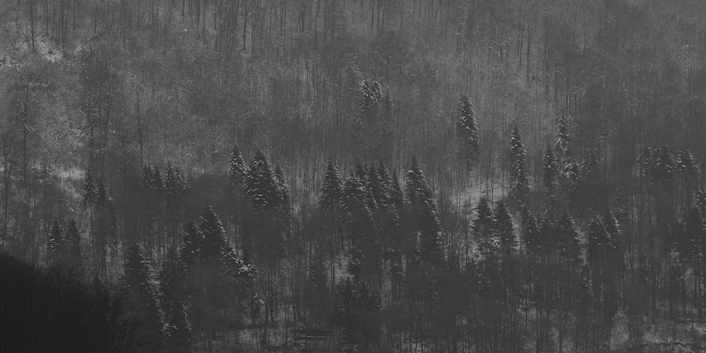 Una foto in bianco e nero di una foresta