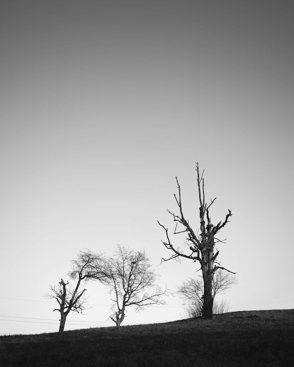 Une photo en noir et blanc d’arbres sur une colline