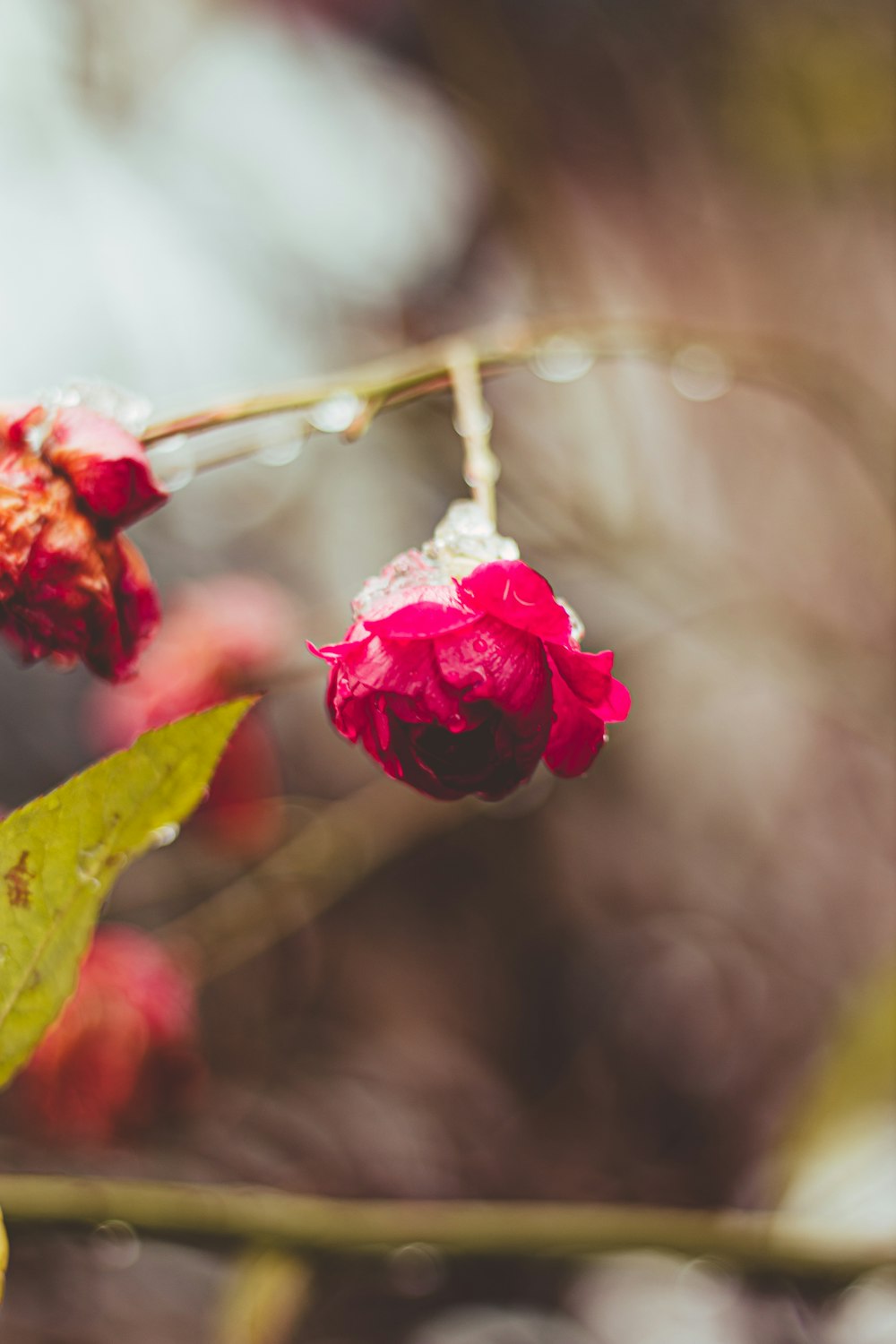 a close up of a flower on a tree branch