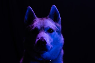 A dog is partially illuminated with purple and blue lighting against a dark background. The lighting creates a dramatic and mysterious atmosphere, casting shadows on the dog's face.