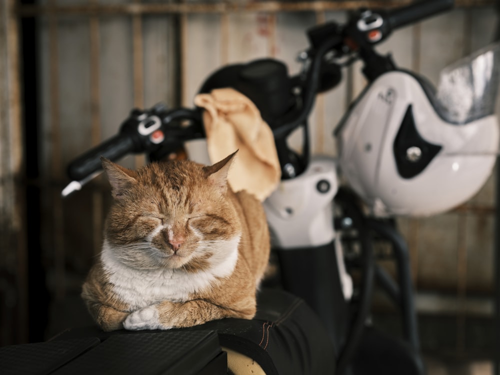 a cat is sleeping on the back of a motorcycle