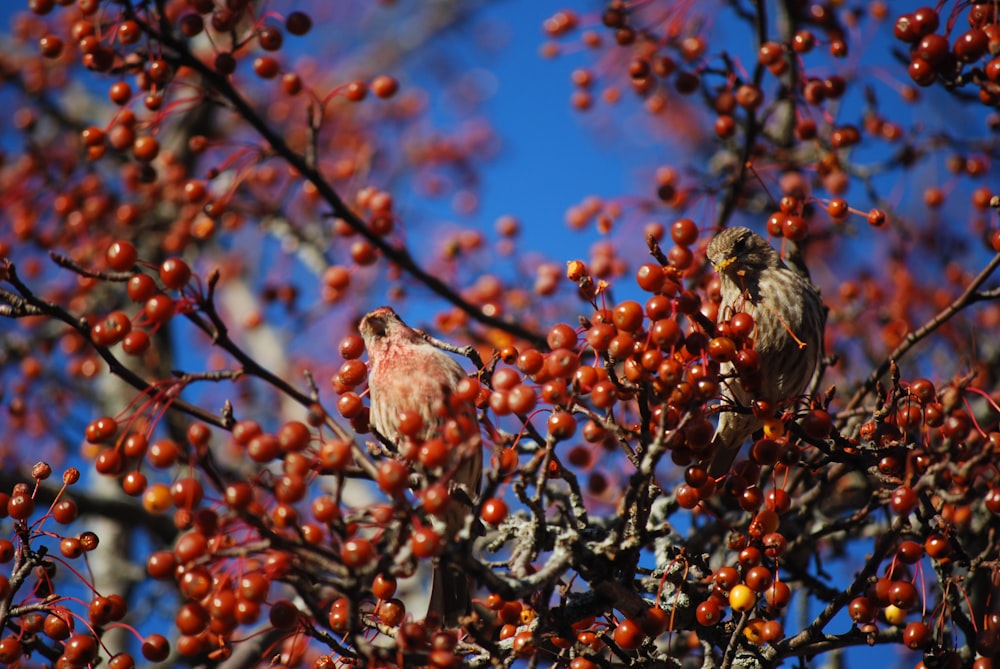 two birds sitting in a tree full of berries