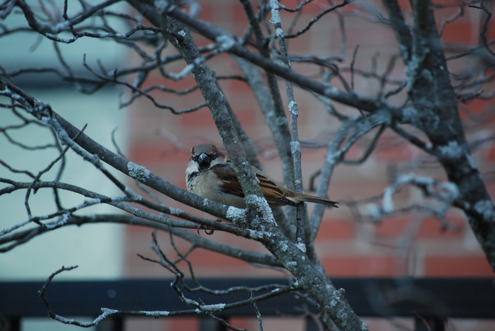 a couple of birds sitting on top of a tree