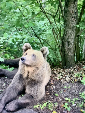 An Andean bear resting peacefully in a lush cloud forest at dawn.