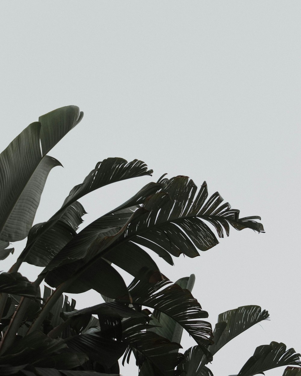 a bird flying in the sky above a tree