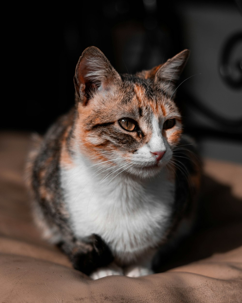 a cat sitting on a bed looking at the camera