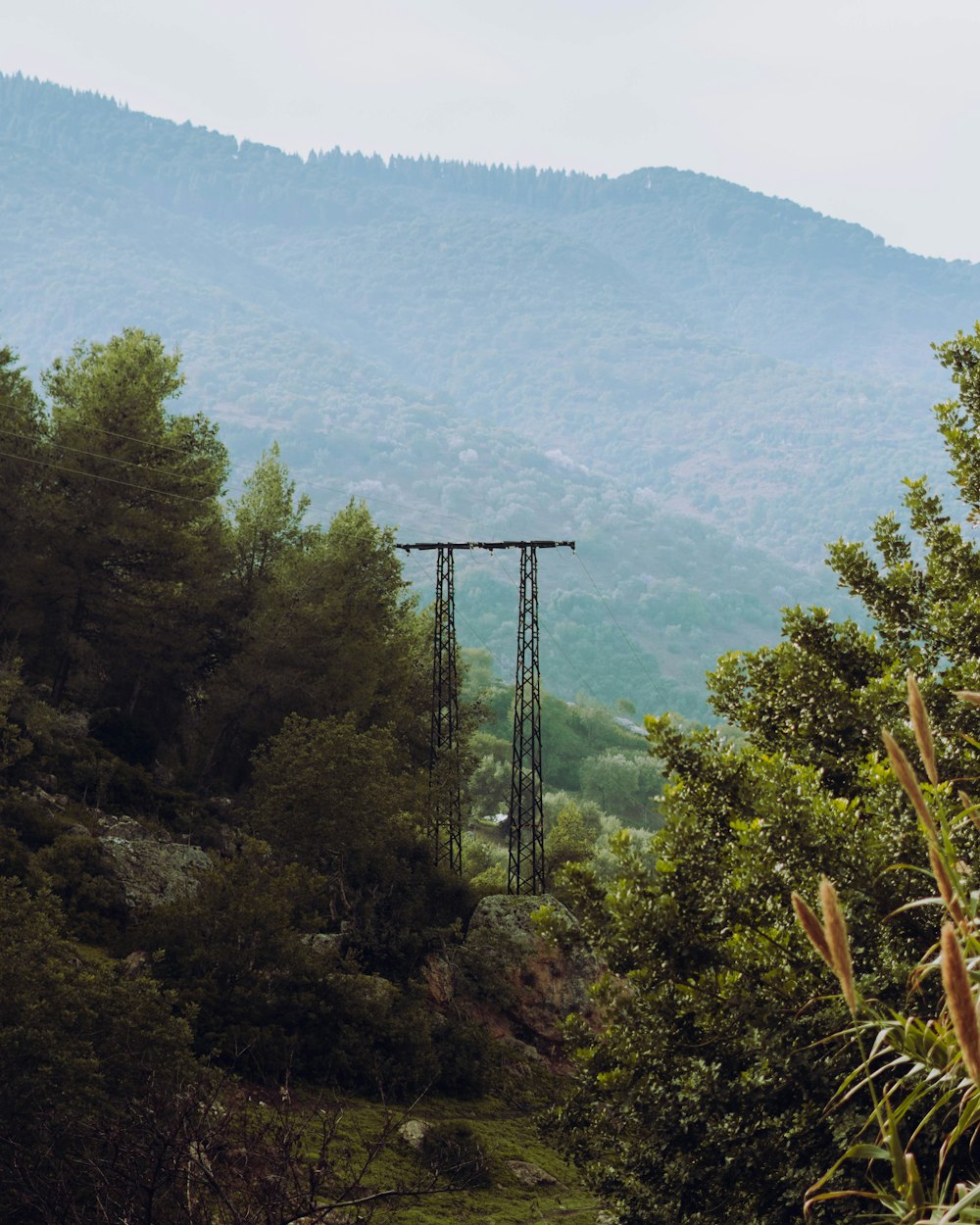 a train traveling through a lush green forest