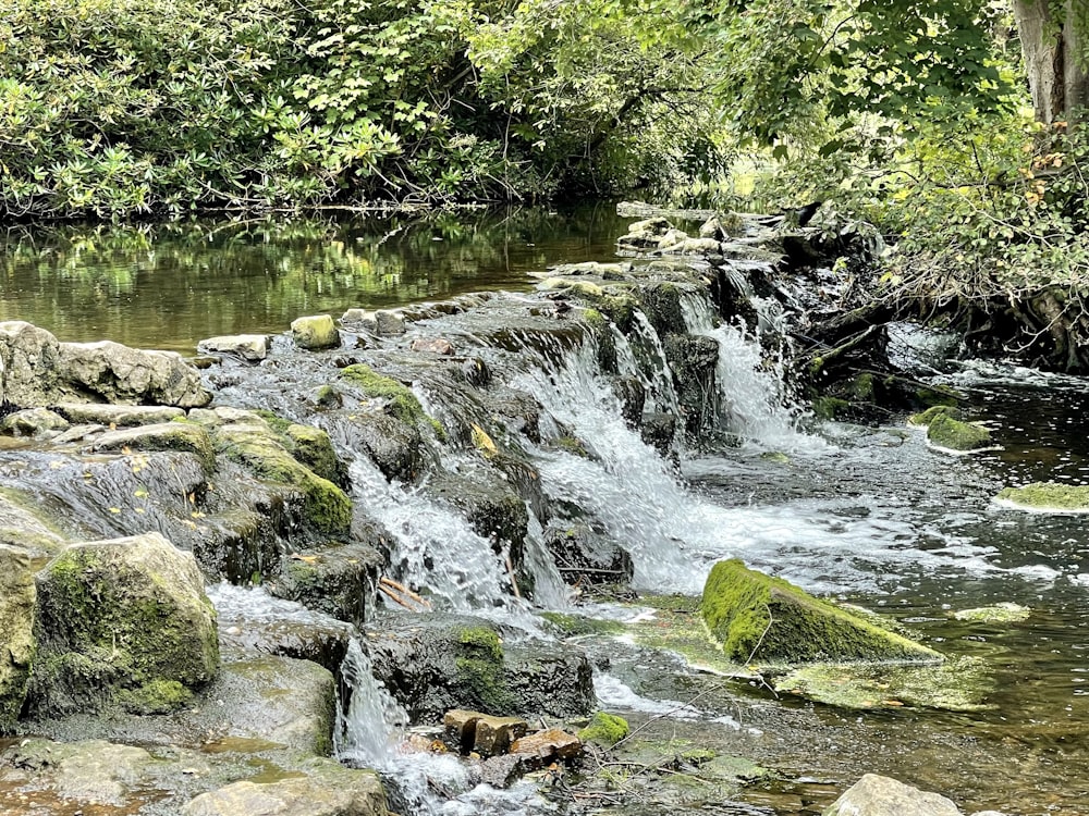 a stream of water running through a lush green forest