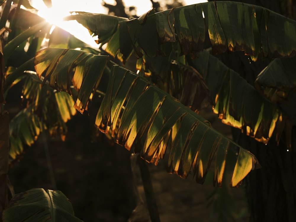 a close up of a banana tree with the sun in the background