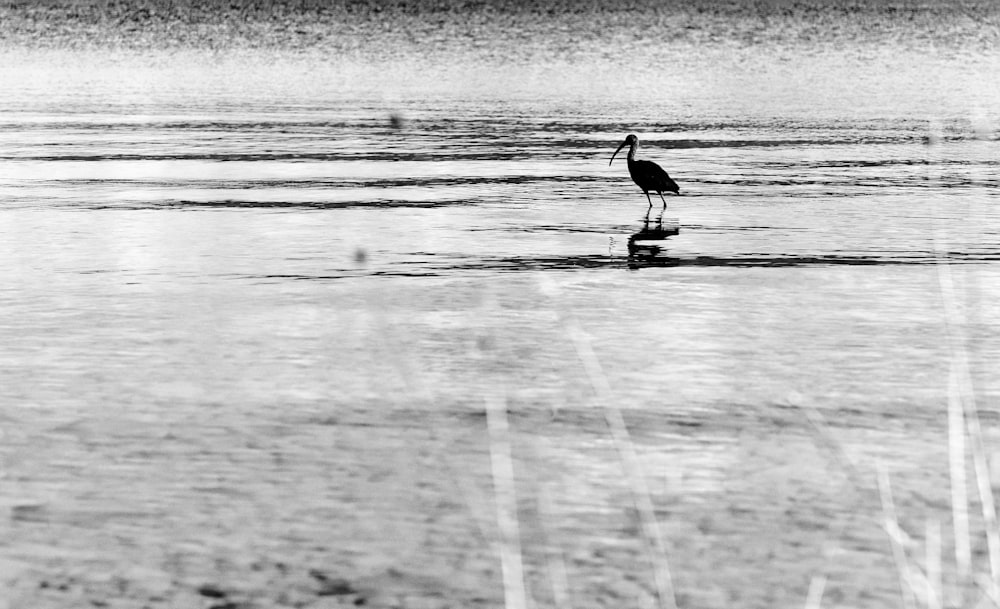 a black and white photo of a bird in the water