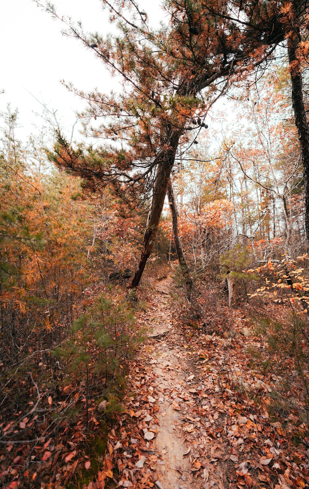 땅에 나뭇잎이 많은 숲속의 산책로
