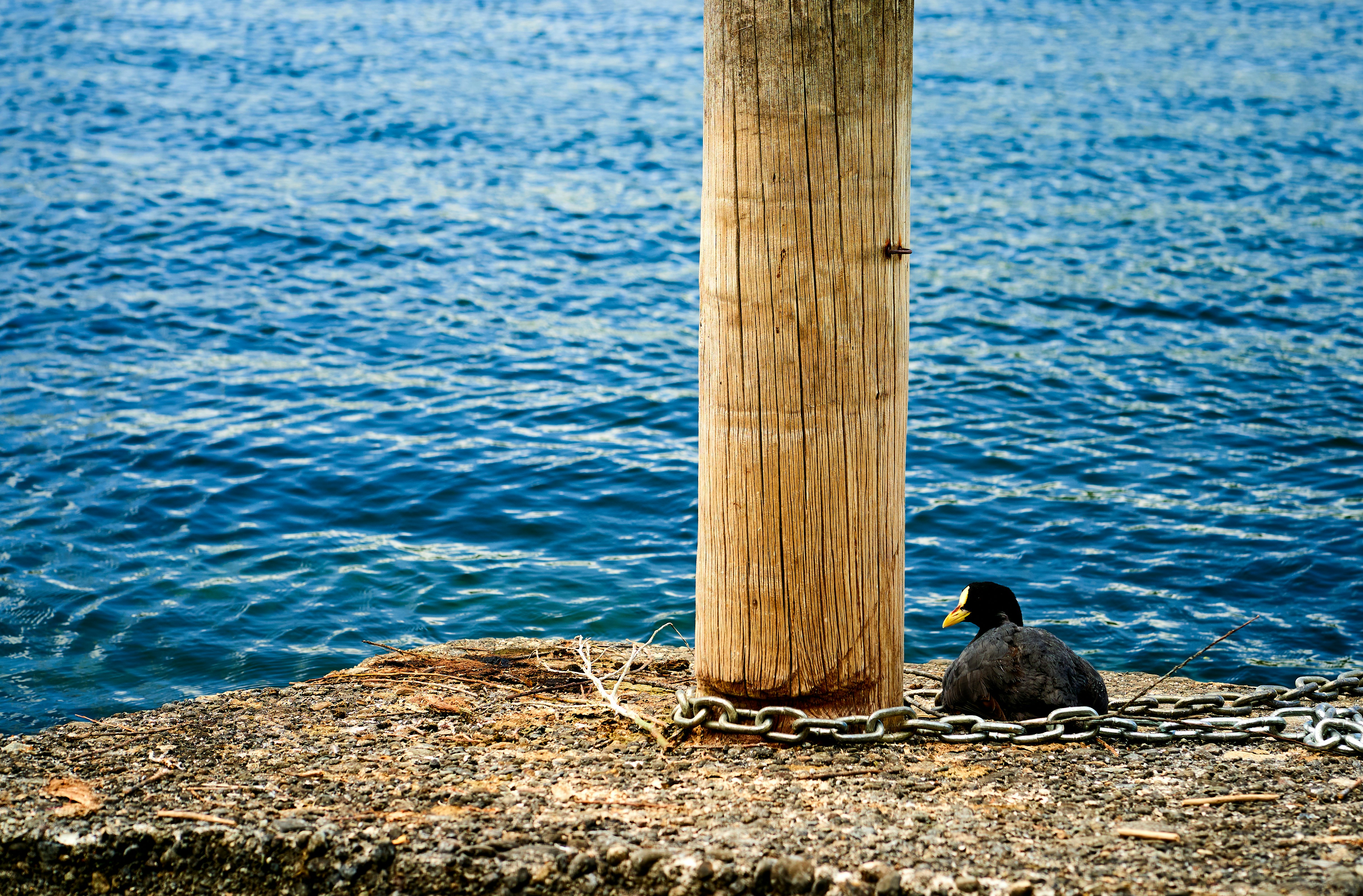 a bird sitting on a chain next to a body of water