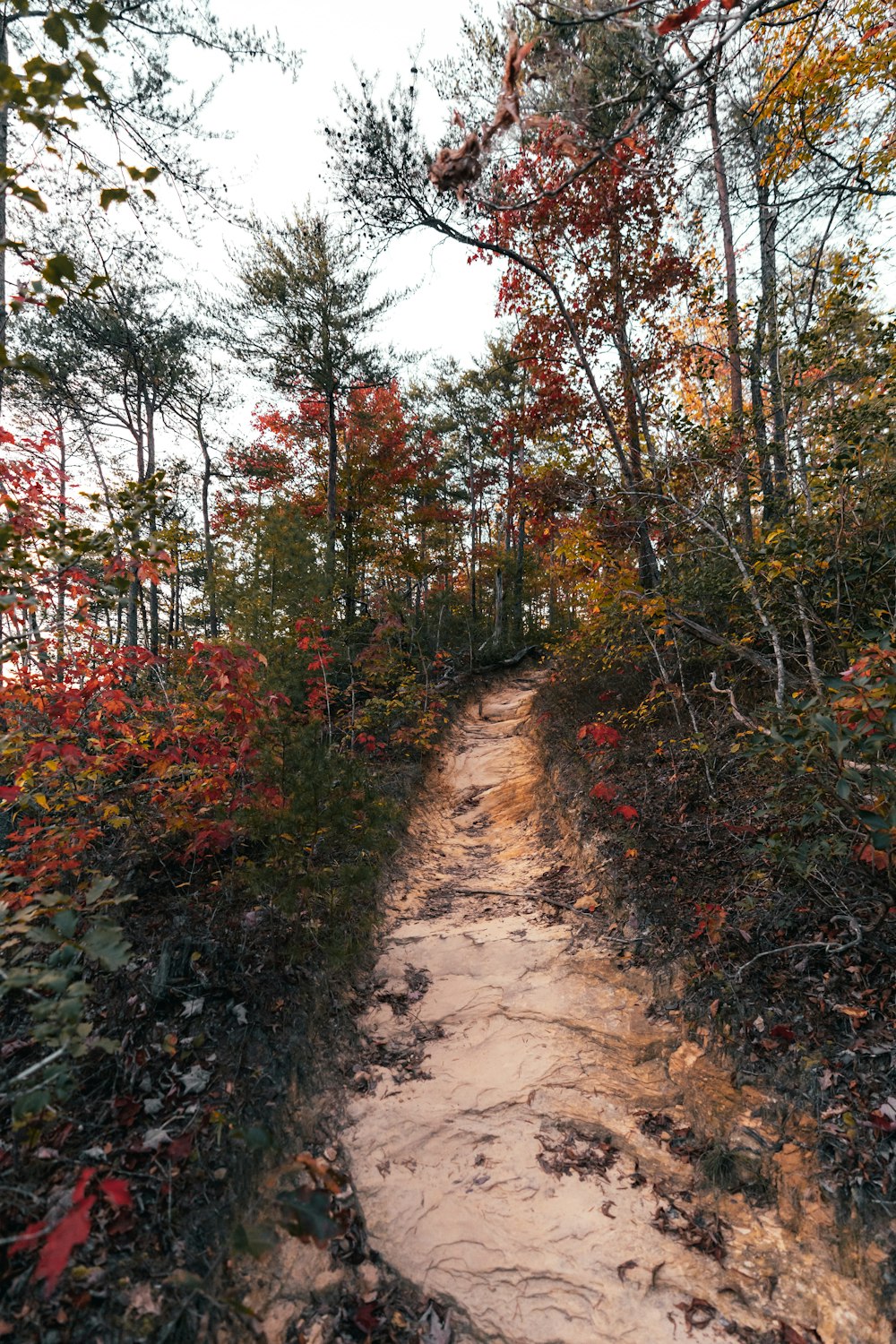 a dirt path in the woods surrounded by trees