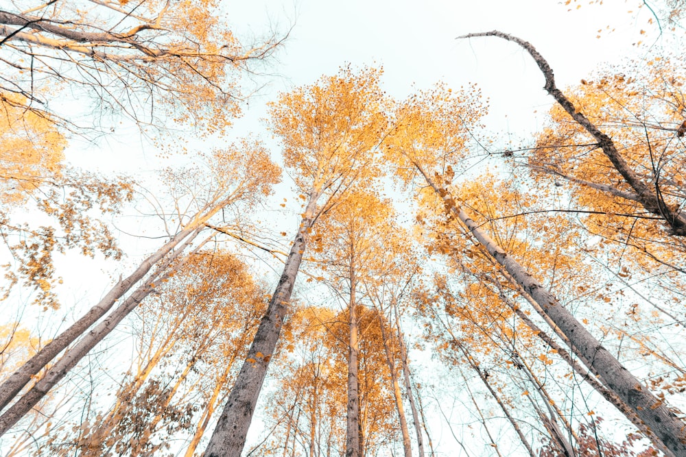 a group of tall trees with yellow leaves