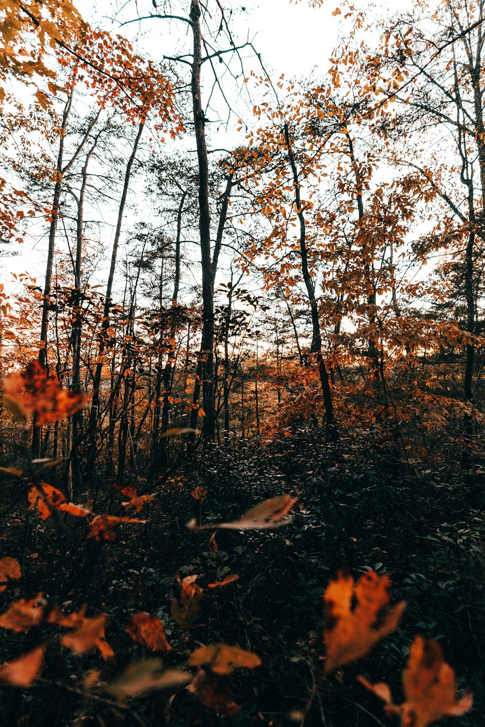 a forest filled with lots of trees covered in leaves