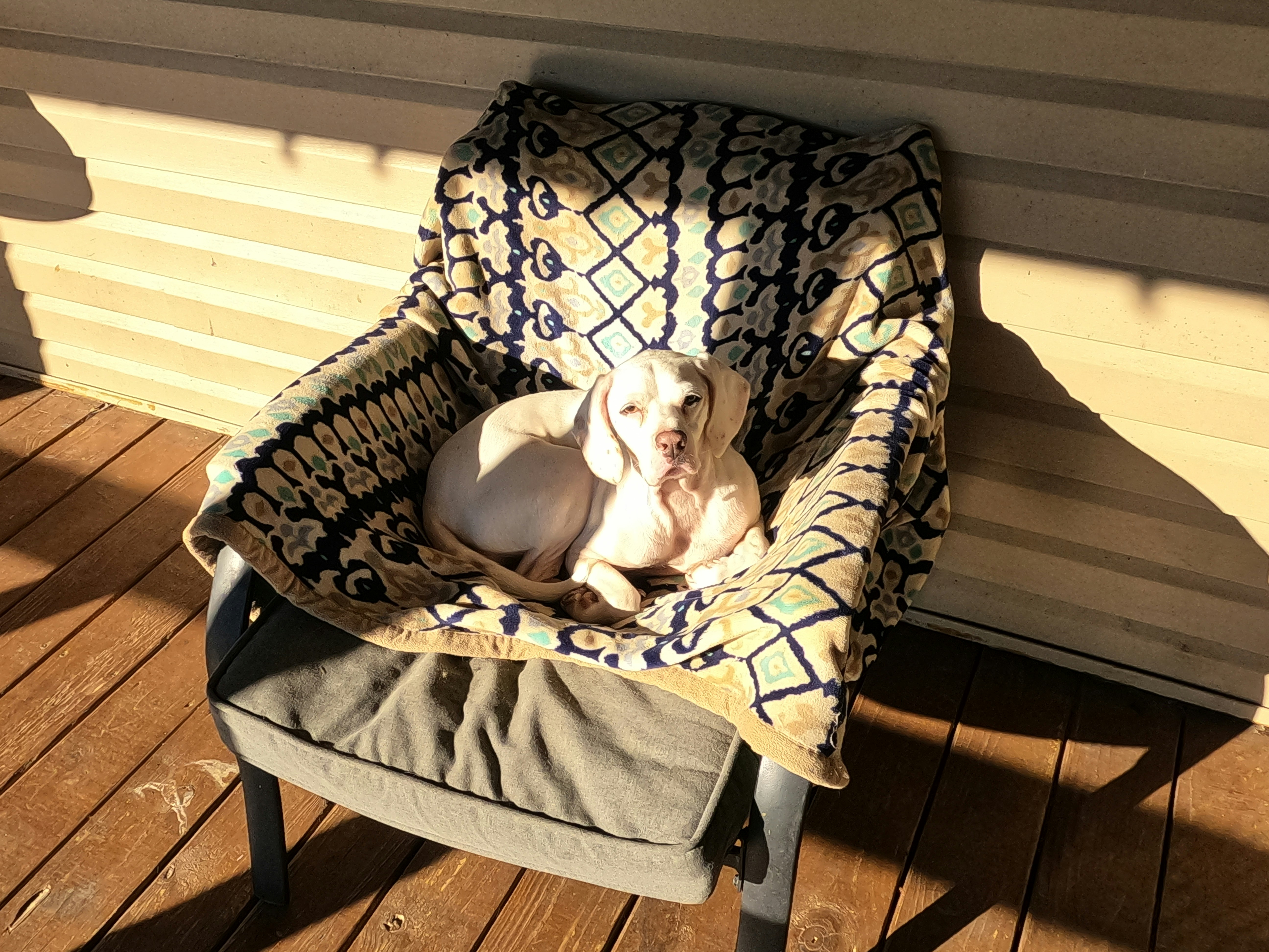 a dog sitting in a chair on a porch