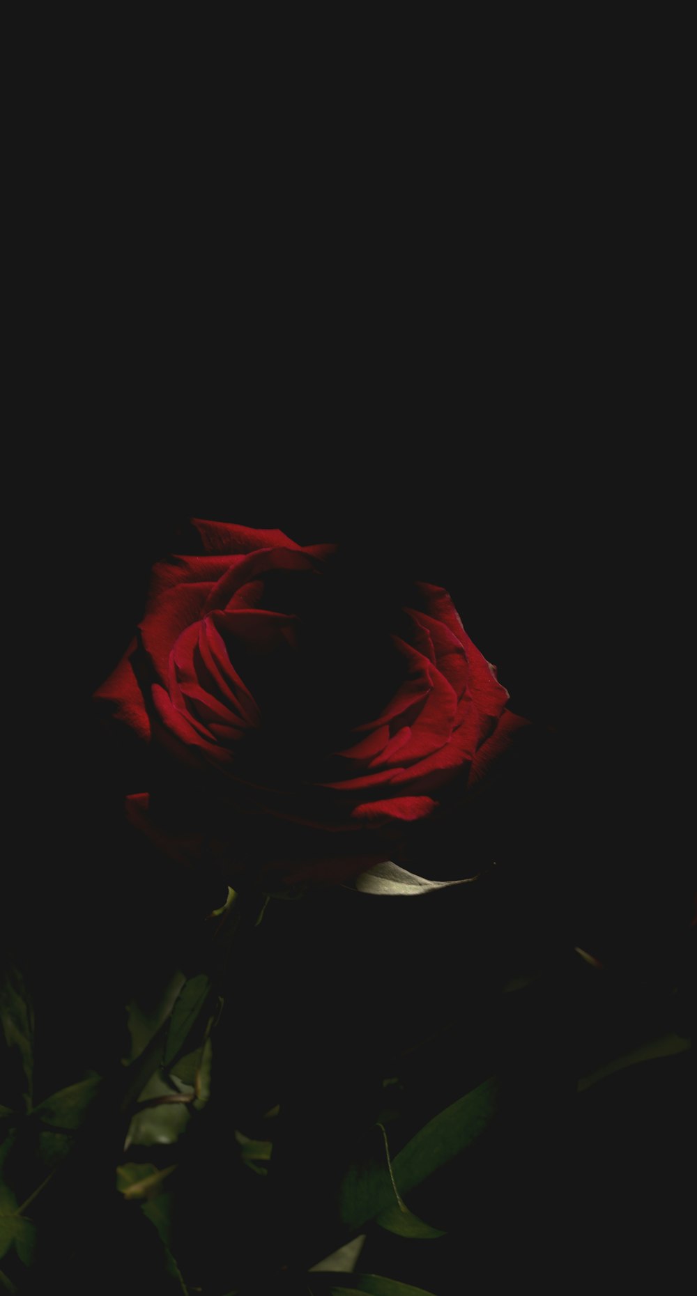 a close up of a red rose on a black background