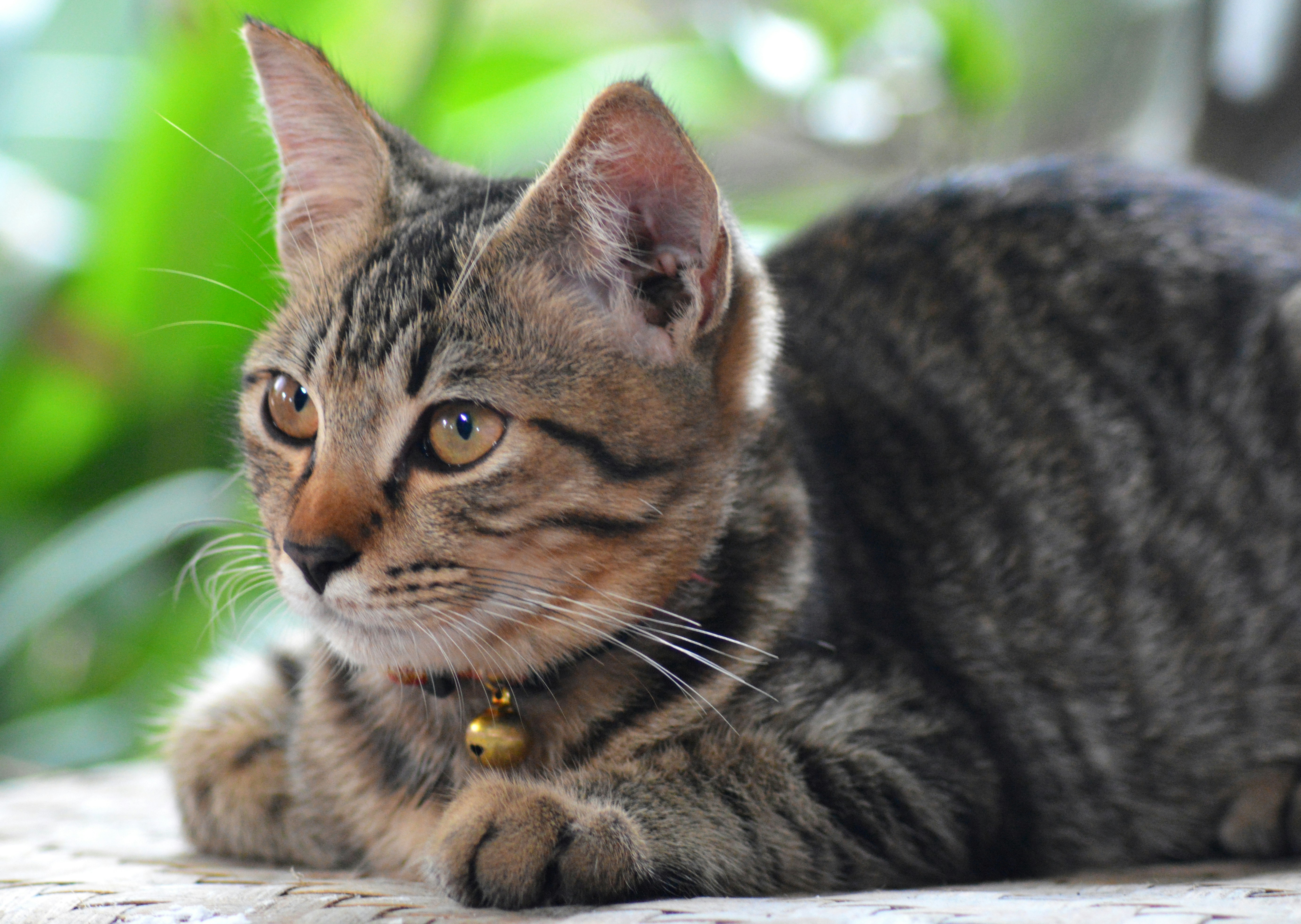 What to Do When a Cat is Pooping Blood?
