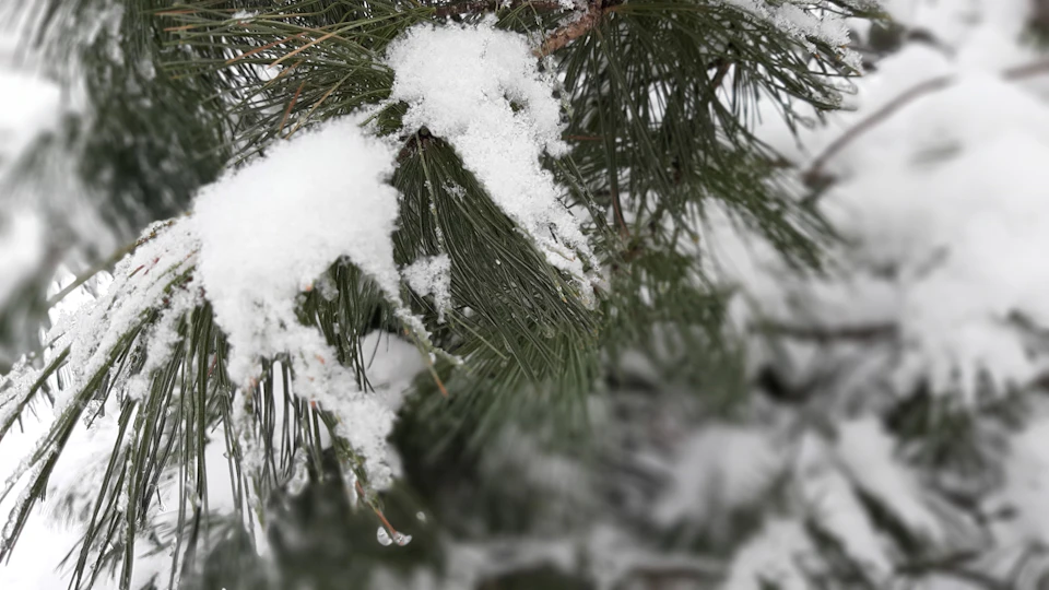 Close-up view of pine tree branch covered in fresh snow with scattered flakes