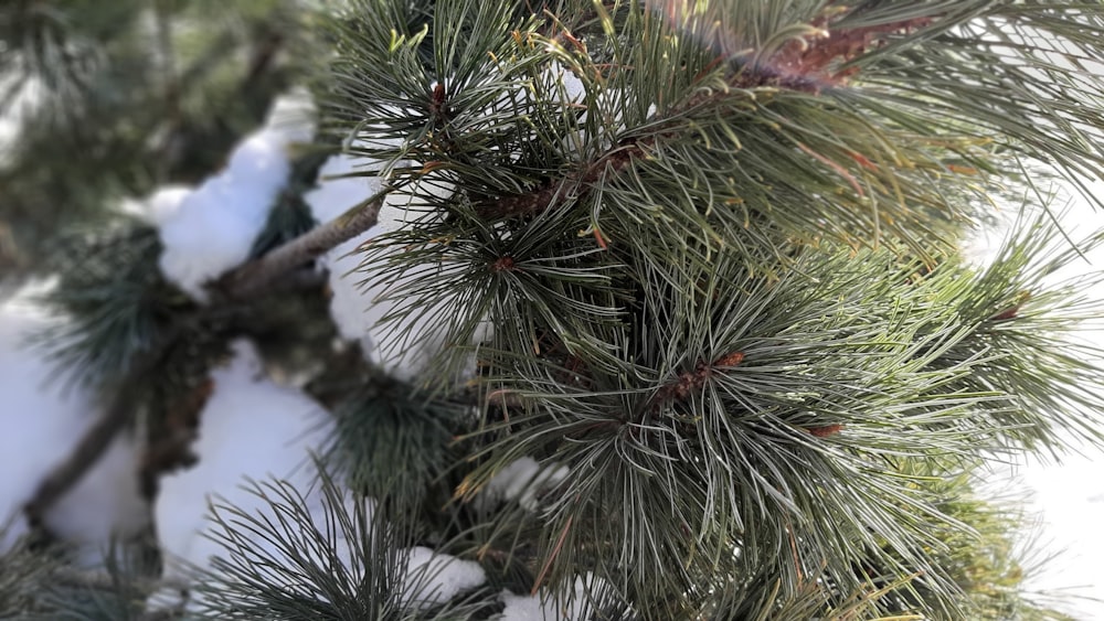 a close up of a pine tree with snow on it