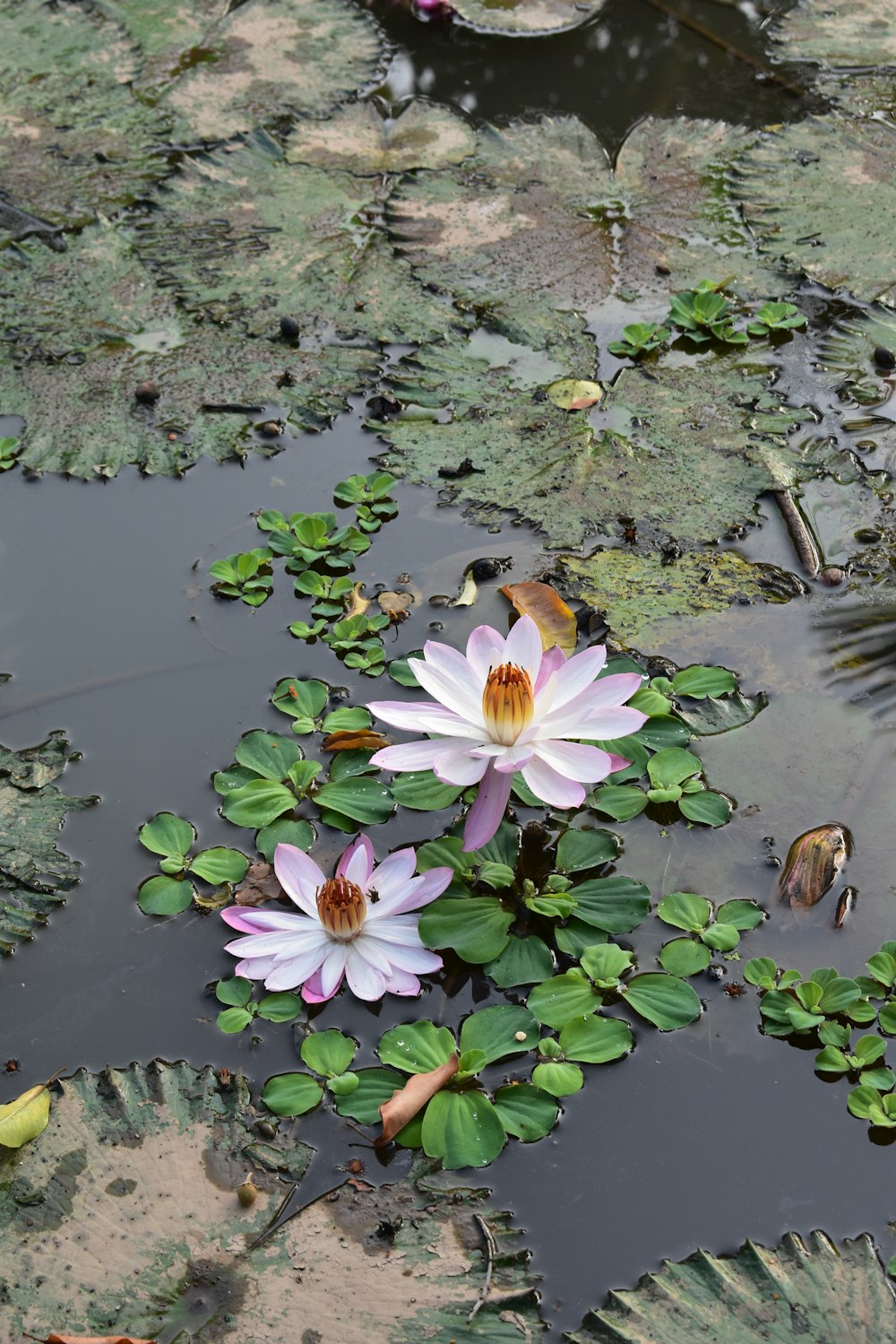 a couple of water lilies floating on top of a pond