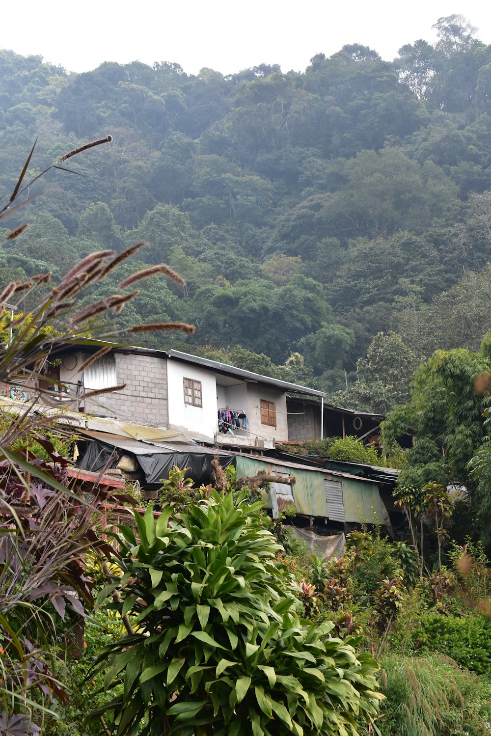 a house in the middle of a lush green forest