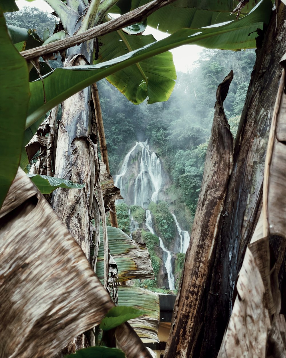 a lush green forest filled with lots of trees