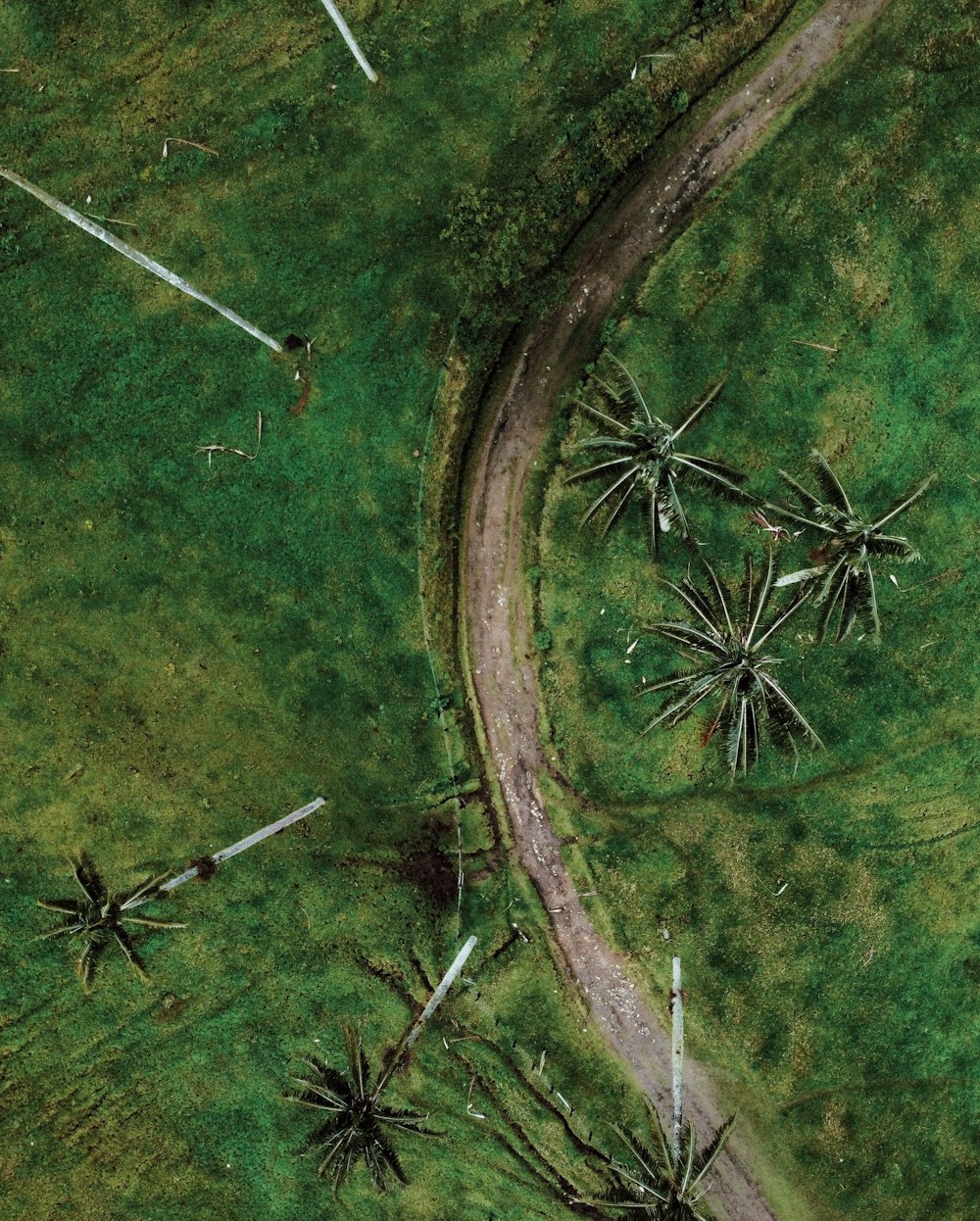 an aerial view of a dirt road surrounded by palm trees