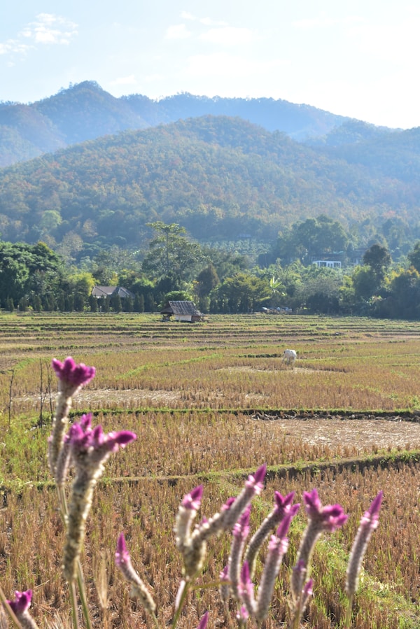 Explore Pai: Local Culture and Traditions