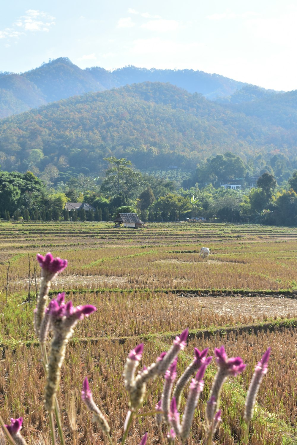 a field with mountains in the background