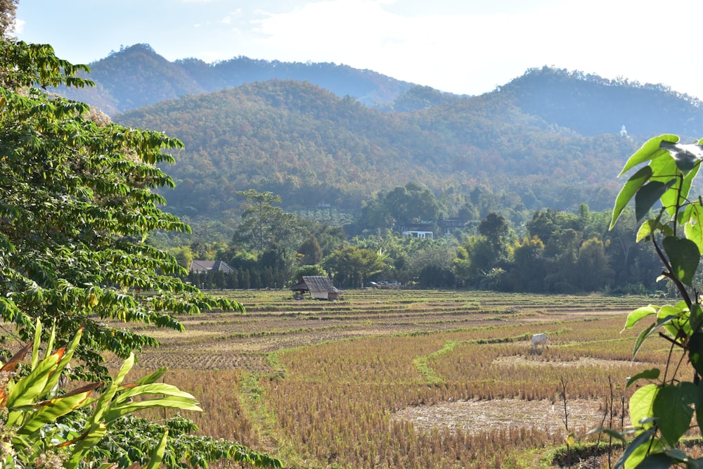 Una vista di un campo di riso con le montagne sullo sfondo