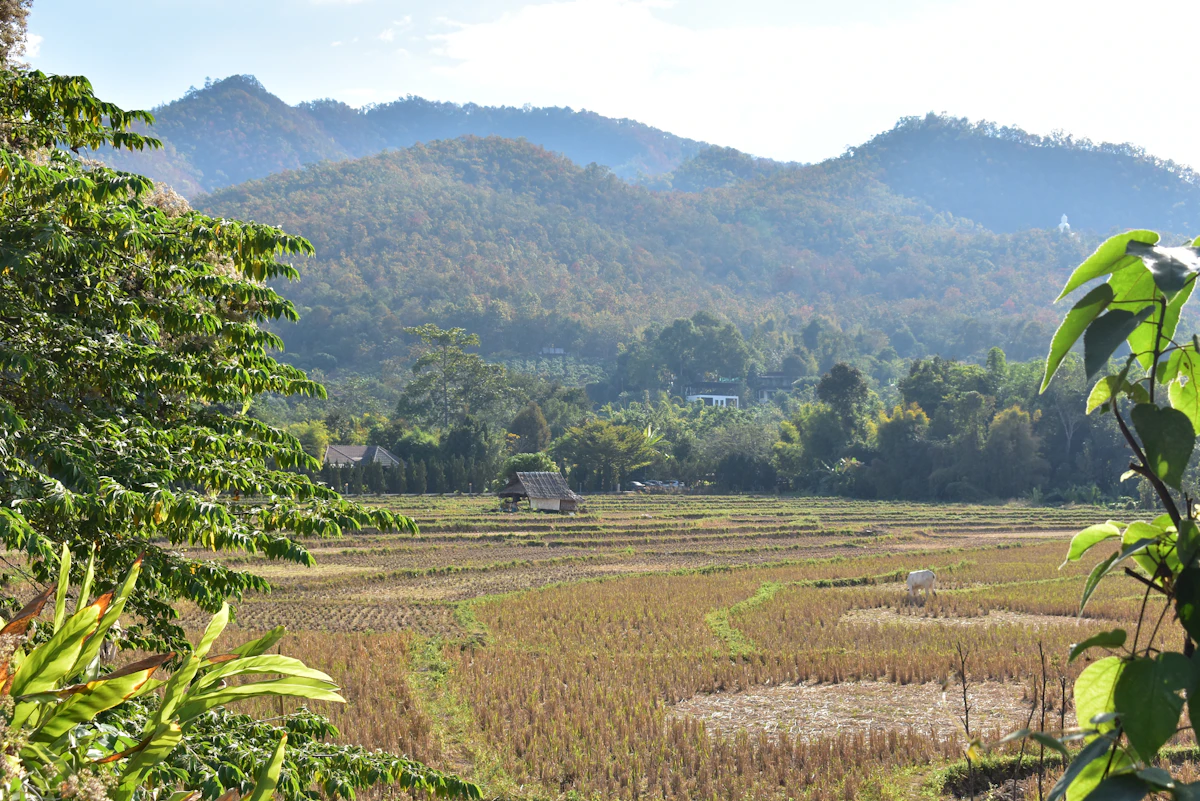 ทุ่งนาและภูเขาในหุบเขา