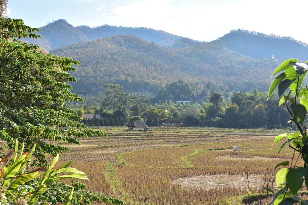 a view of a rice field with mountains in the background