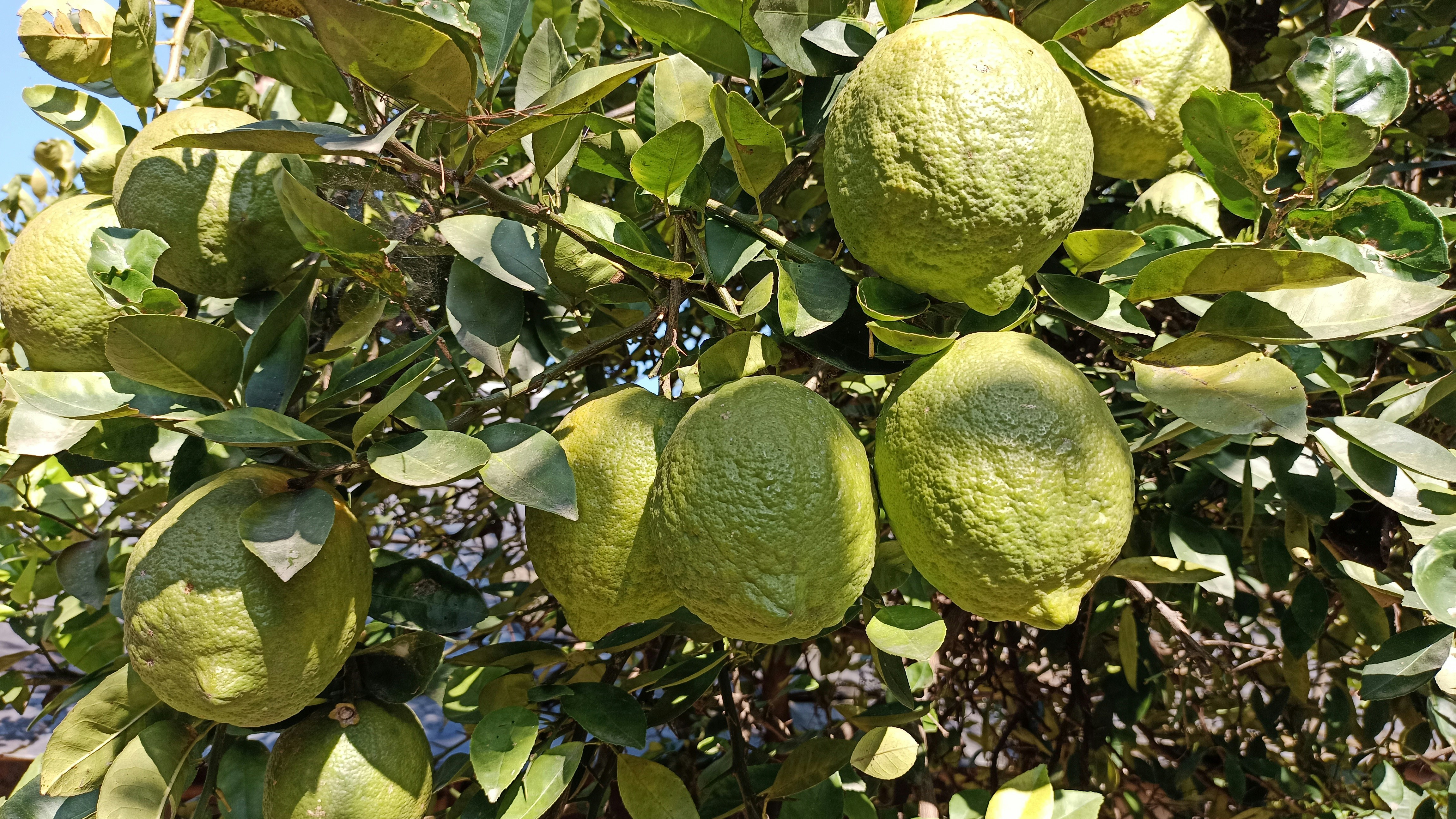 Photo by kumardineshkangra