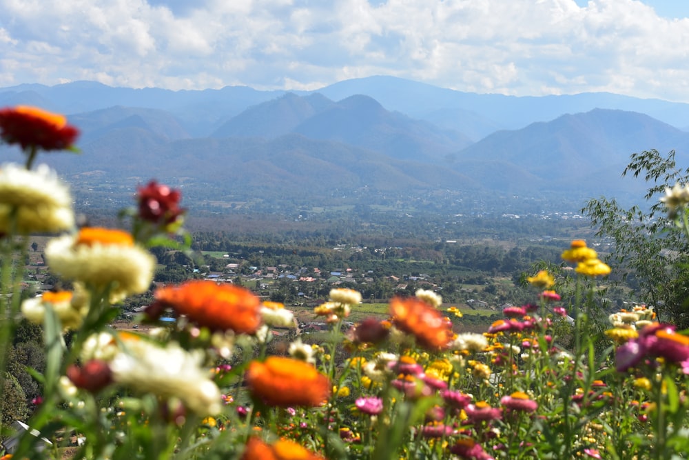 a field of flowers with mountains in the background