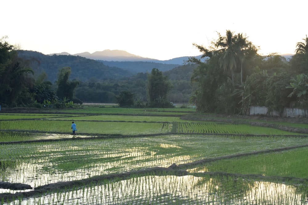 a person standing in a rice field with mountains in the background