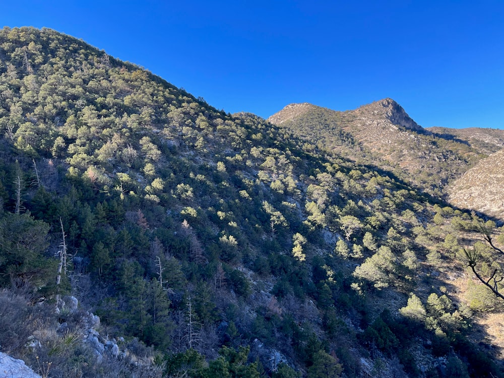 a view of a mountain with trees on the side of it