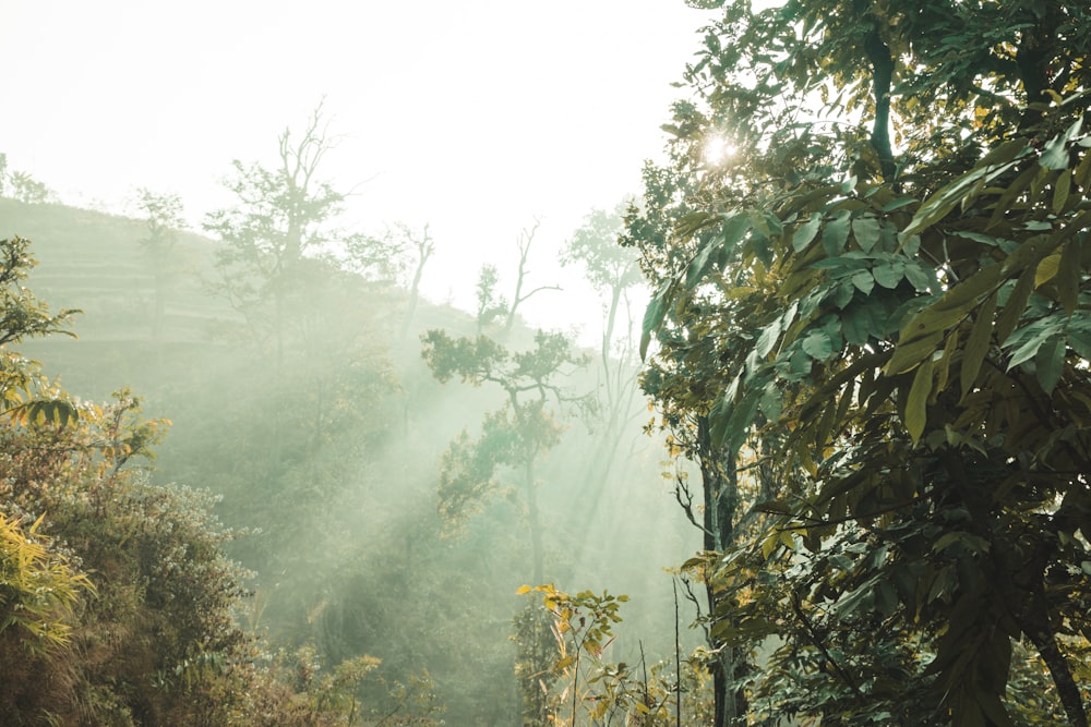 a foggy forest filled with lots of trees