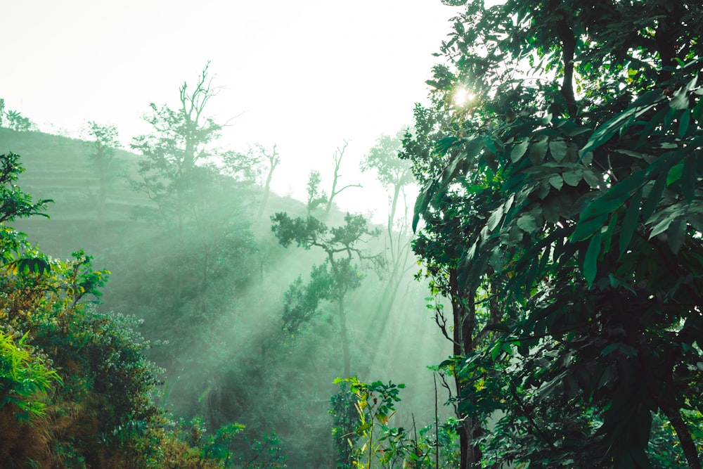 the sun shines through the trees in the jungle