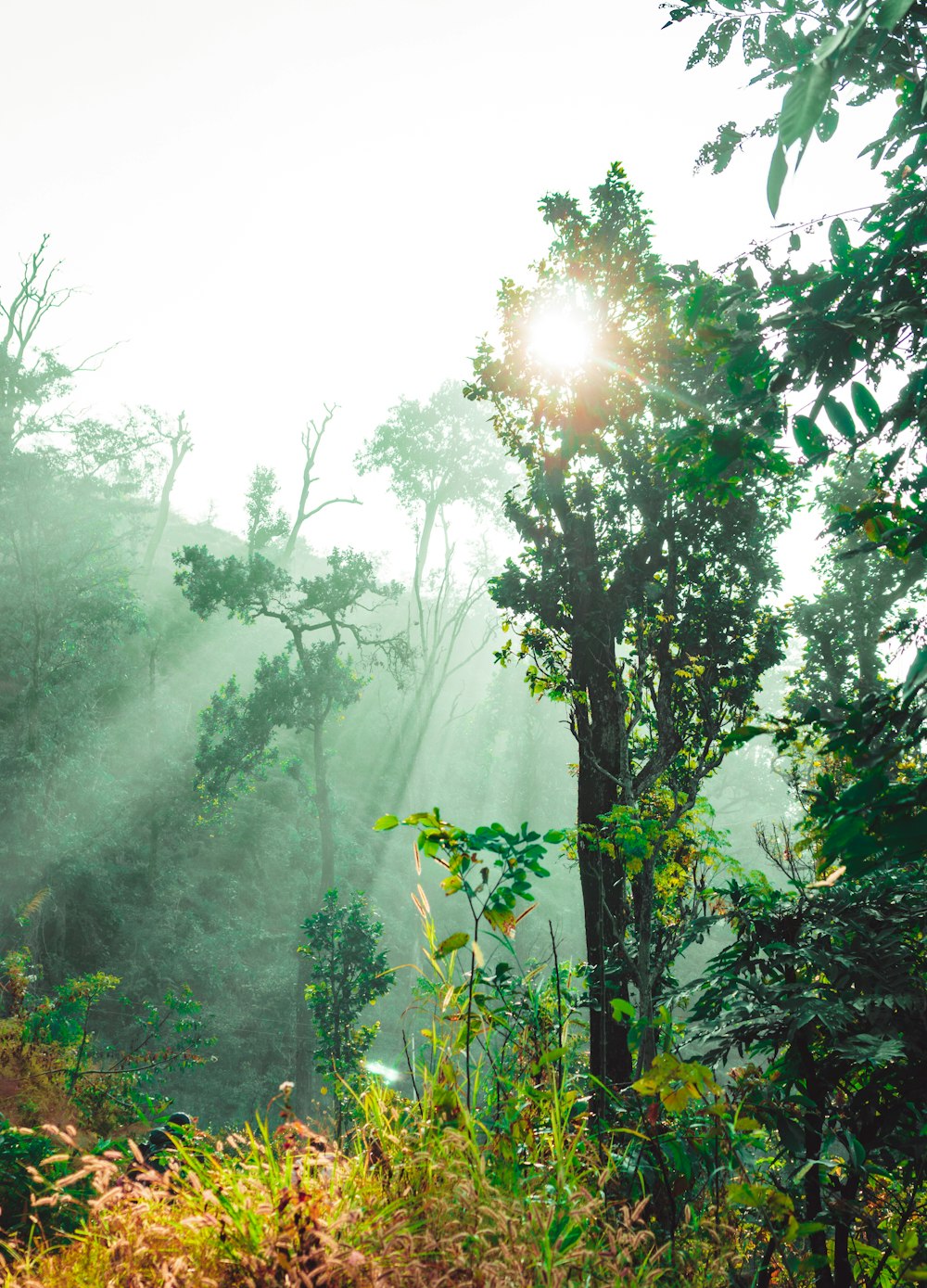 the sun is shining through the trees in the forest