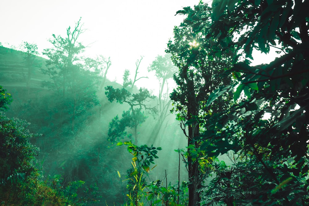 a forest filled with lots of green trees