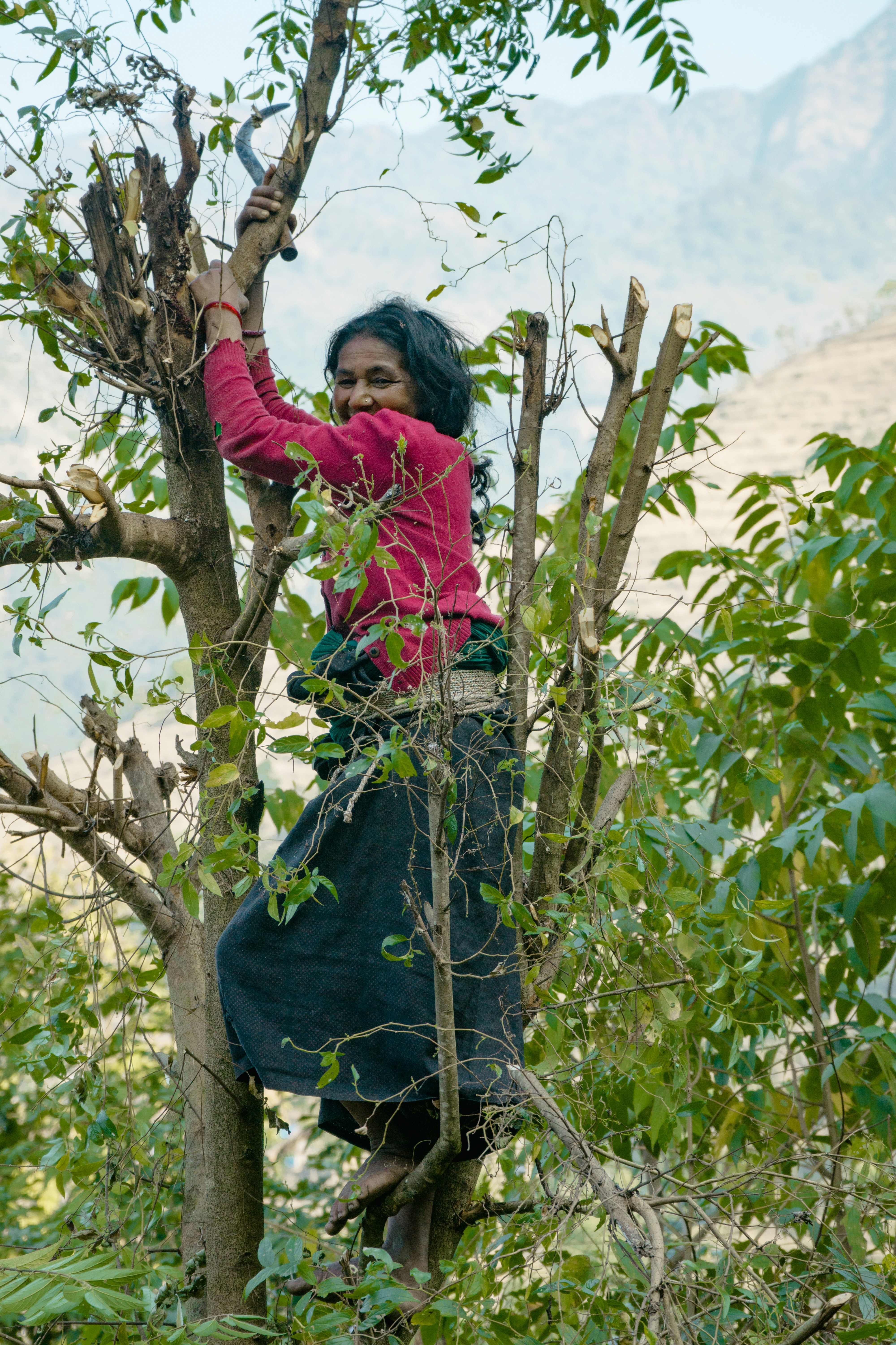 Seorang wanita memanjat pohon di hutan